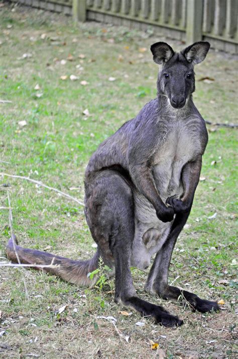 Eastern or Hill Wallaroo (Macropus robustus robustus) | Flickr