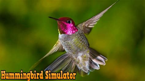 #Hummingbird Simulator - Ultimate Bird Simulator - By Gluten Free games- W/Commentary - YouTube