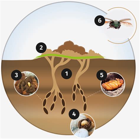 About Beetles – Dung Beetle Innovations