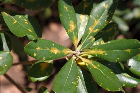 Flickriver: Photoset 'Japanese pittosporum: Cercospora leaf spot' by Plant pests and diseases