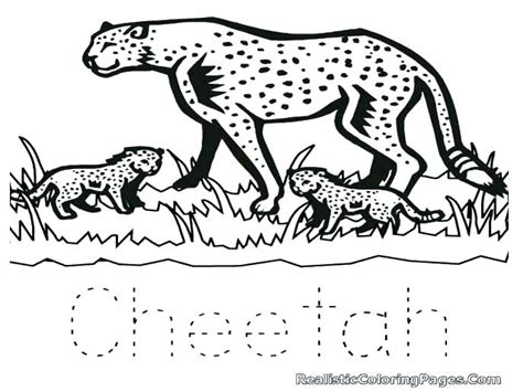 Realistic Cheetah Coloring Pages at GetDrawings | Free download