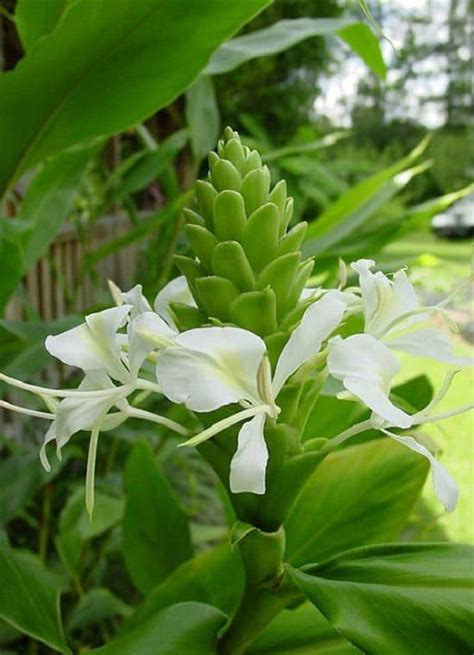 18 Types of Ginger Plants | Best Ginger Varieties | Balcony Garden Web ...