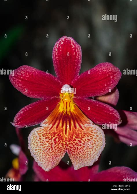 Cambria Burregeara Nelly Islery (Oncidium hybrid orchid Stock Photo - Alamy