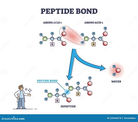 Peptide Bond. Formation Of Amide Bonds From Two Amino Acids As A Result ...