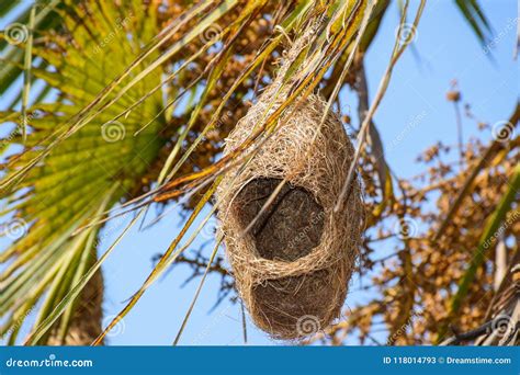 Tailor Bird Nest Under Construction Stock Image - Image of background, nest: 118014793