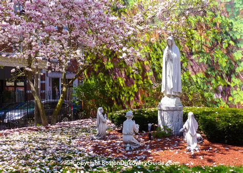 Spring Flowers in Boston | Cherry Blossoms | Boston Discovery Guide