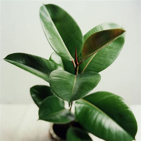 10 Best Houseplants for Low Light - Sunset Magazine