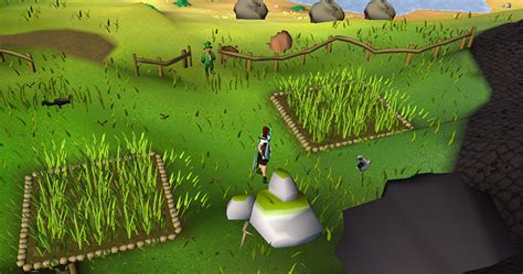 What Are The Best Mahogany Tree Spots in OSRS? – FandomSpot