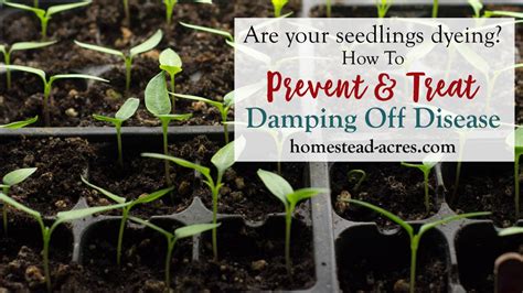 How To Prevent Damping Off Disease In Seedlings - Homestead Acres