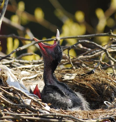 Baby Crows in Nest - Sqwark | The baby crows outside my offi… | Flickr