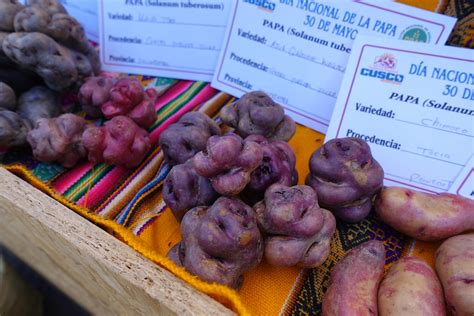 Native potato varieties on display at the World Potato Con… | Flickr