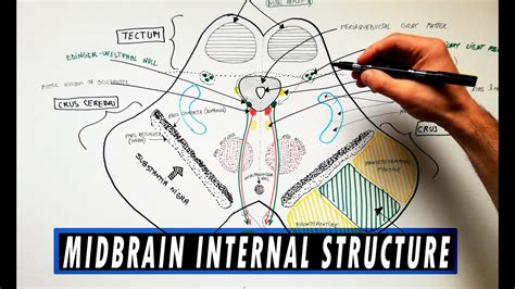 Midbrain | Cross section | Internal structure - Neuroanatomy Tutorial ...