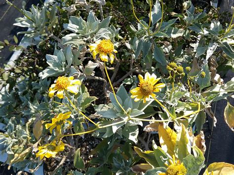 Encelia farinosa - Linda Vista Native Plants