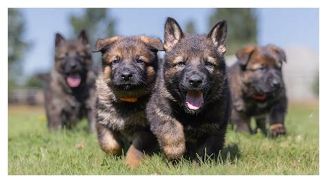 German Shepherd Puppies | Intelligent Dog Breeds