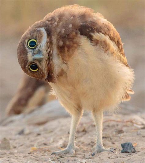 Baby burrowing owl : r/Owls