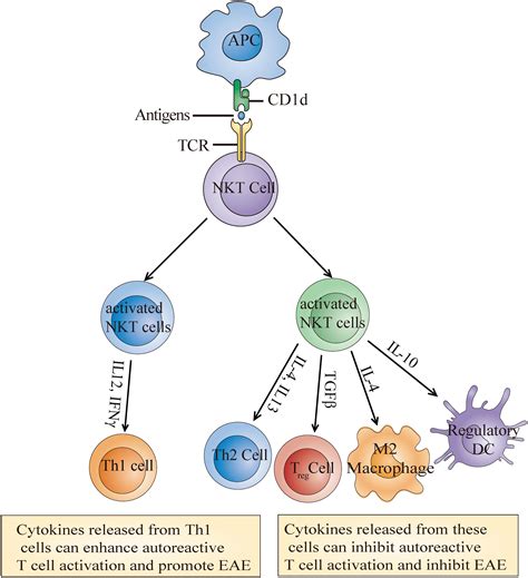 Frontiers | NKT Cells in Neurological Diseases