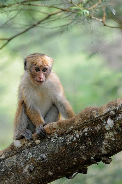 Young Toque Macaque - Stock Image - F031/3961 - Science Photo Library