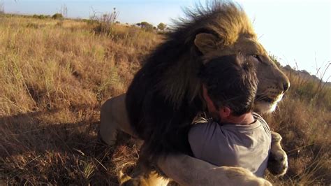 VIDEO: Man Shown Hugging Fully Grown Lions In Africa