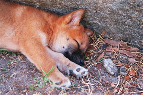 Dingo Babies – Nobody Gets Eaten! | Baby Animal Zoo