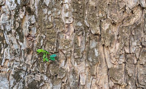 Texture of the brown rain tree bark of a tree with green sprout on it ...