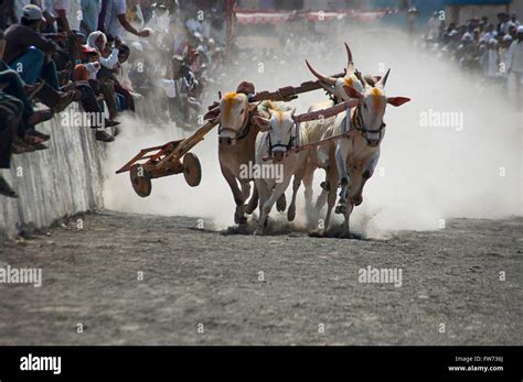 Traditional Bullock cart racing (bailgada sharyat)Maharashtra, India ...