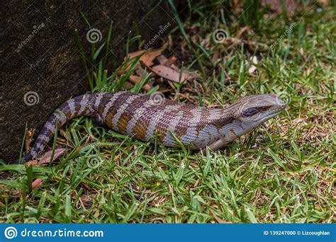 Blue Tongued Skink Scincidae in a Garden, Upper Hunter Valley, NSW ...