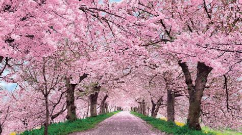 Cherry Blossom Season – OVS Journalism Blog