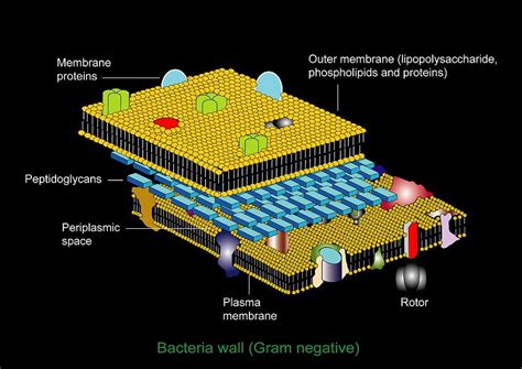 Gram Negative Cell Wall, Artwork by Francis Leroy, Biocosmos