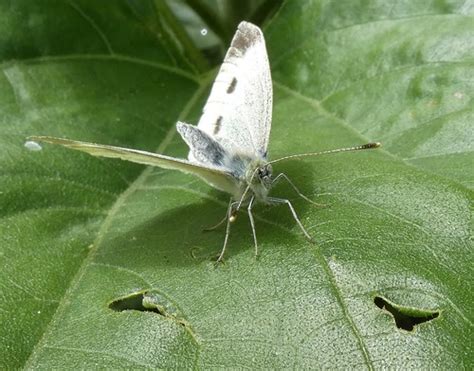 Small white butterfly | Common butterfly from an unusual ang… | Flickr