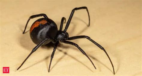 Redback Spider: Eight years on, Australian woman's treatment for Redback Spider bite still in ...