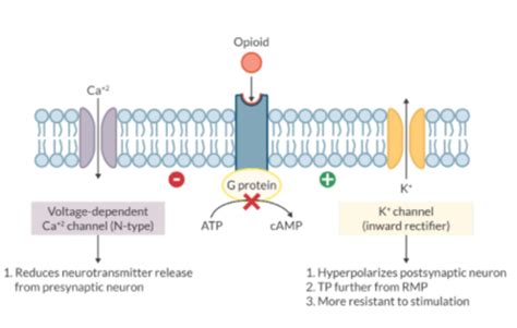 Opioid Agonist & Antagonists Flashcards | Quizlet