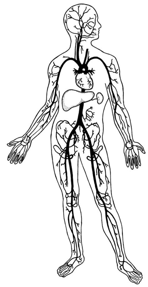 circulatory system coloring pages