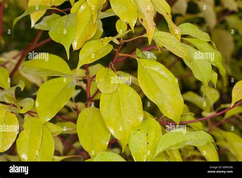 Camphor tree, Camphorwood, camphor laurel, camphor (Cinnamomum camphora), branches with leaves ...