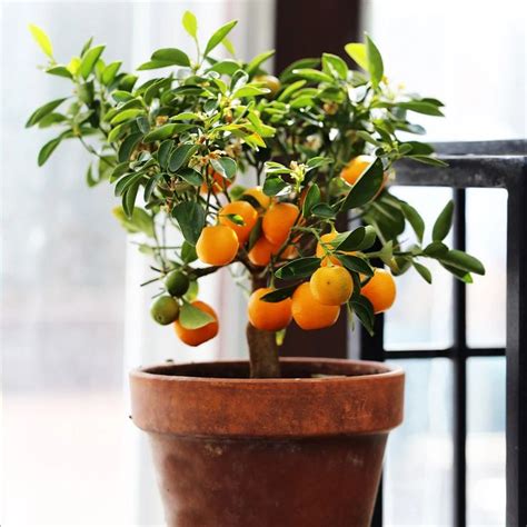 Nules Clementine Tree | Clementine tree, Citrus tree indoor, Olive ...