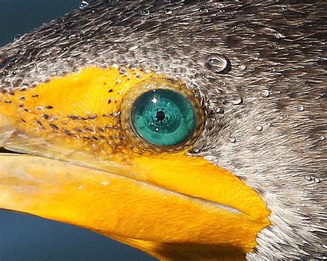 Eye of a Cormorant Photograph by Rob Wallace Images - Pixels