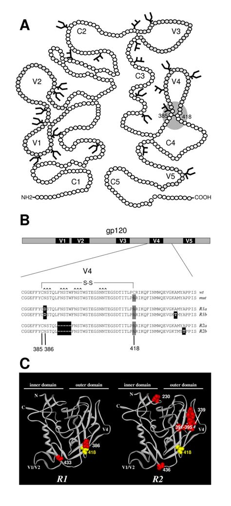 Local reversions in HIV-1 gp120. A. Schematic of gp120 with the 5... | Download Scientific Diagram