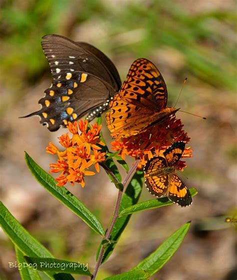 91 best West Virginia Wildflowers images on Pinterest | Plants, Wild flowers and Native plants