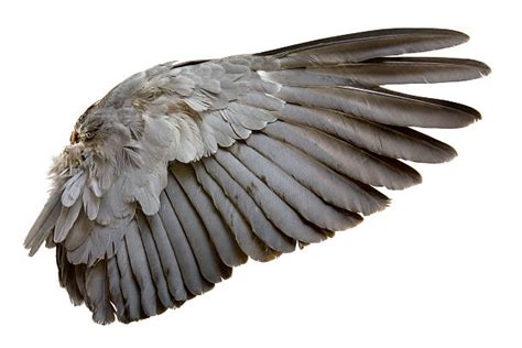 Free bird wings Images, Pictures, and Royalty-Free Stock Photos - FreeImages.com