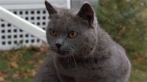 PET SEMATARY | Offscreen