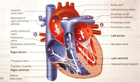 Cardiovascular and Circulatory System - Human Anatomy and Physiology