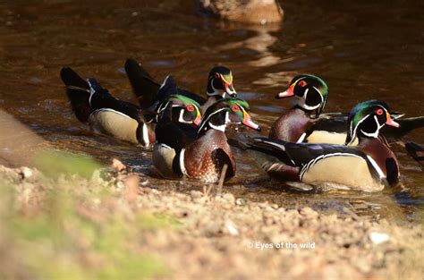 Clearlake birds and Wildlife - "Eyes of the Wild" Wildlife & Scenic Pontoon Boat Tours.