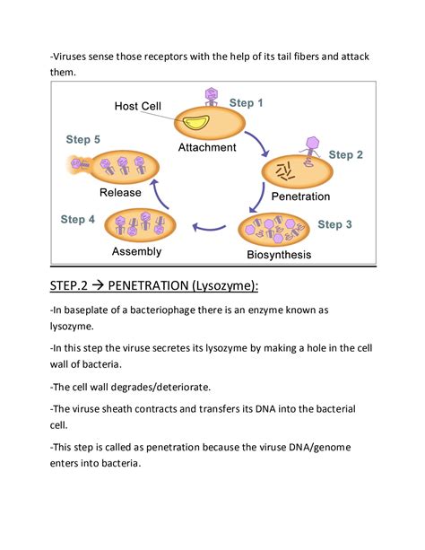 Lysogenic Cycle Animation