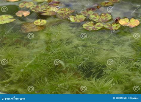 Hydrilla Verticillata Plant Underwater with Natural Background. Stock ...