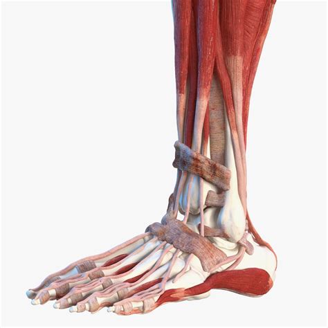 Male Leg Muscles and Bones 3D Model $99 - .3ds .blend .c4d .fbx .ma ...