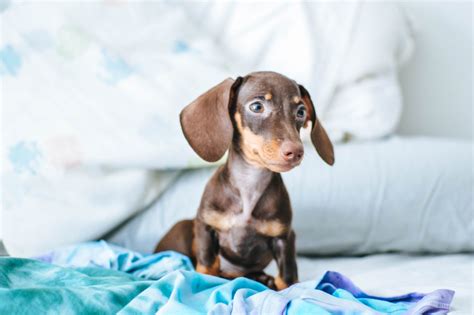 Dachshund For Sale SA - PetsForHomes Australia