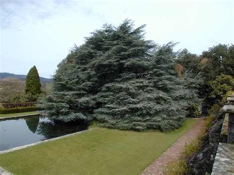 Trees of Santa Cruz County: Cedrus atlantica 'Glauca' - Blue Atlas Cedar