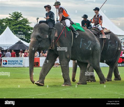 Elephant polo match at the King's Cup Polo Tournament in Bangkok, Thailand Stock Photo - Alamy