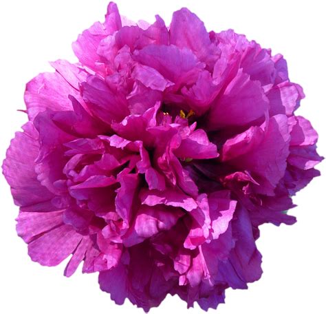 Flower Blossom Bloom Peony Red Png Image - Red Purple Flowers Png Clipart - Large Size Png Image ...