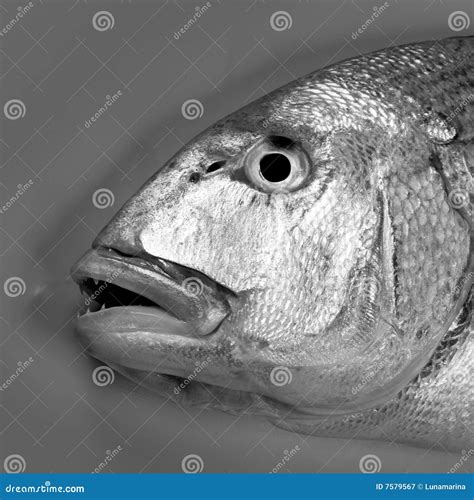 Denton, Mediterranean Sparus, Gilthead, Snapper Stock Image - Image of fresh, fish: 7579567