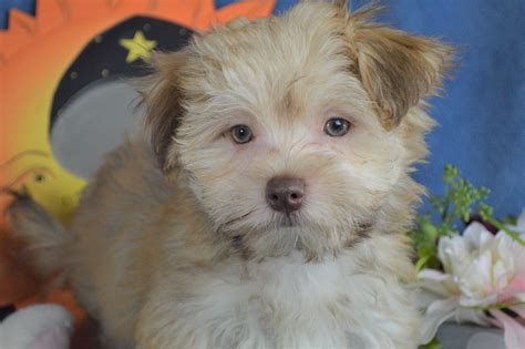 Havanese Puppies for Sale | Royal Flush Havanese